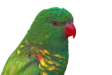 The scaly-breasted lorikeet (Trichoglossus chlorolepidotus) isolated portrait.Portrait of green...