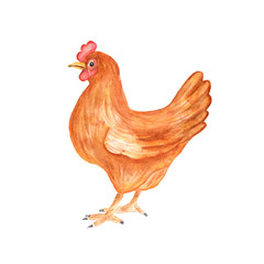 Watercolor chicken hen bird isolated on a white background. Hand drawn colorful farm bird illustration.