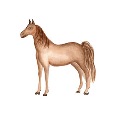 Fototapeta na wymiar Watercolor farm animal isolated on a white background. Hand drawn horse illustration.