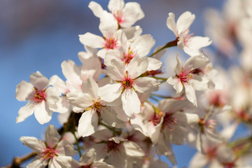 Blooming Cherry Tree in Spring. Blooming Buds and Flowers on a Tree Branch.