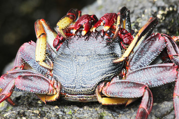 rote_Klippenkrabbe
