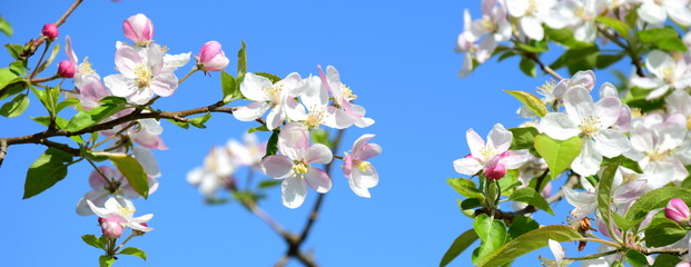 Apfelblüten vor blauen Himmel - Der Frühling ist da