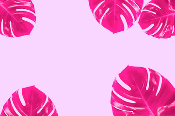 Pink monstera leaves background © Svetlana Lukienko
