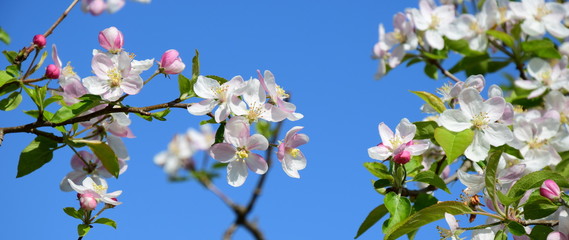 Apfelblüte in Südtirol - Frühlingsblüten