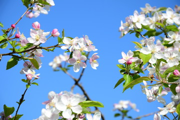 Apfelblüte in Südtirol - Frühlingsblüten