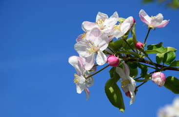 Apfelblüten vor blauen Hintergrund - Freisteller und Hintergrund