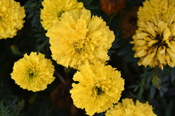 bouquet of yellow flowers