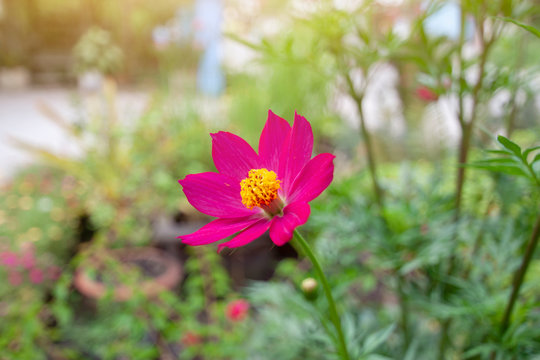 Beautiful pink cosmos bloom with sunlight on blur nature background.