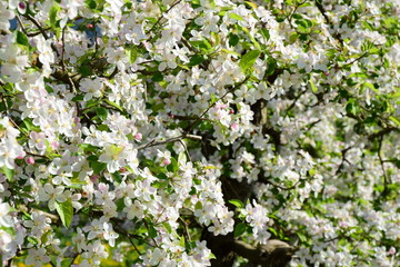 Apfelbäume - Apfelblüten - Blütenmeer