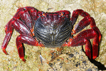rote_Klippenkrabbe