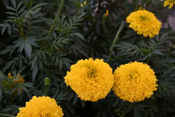 Marygold flowers