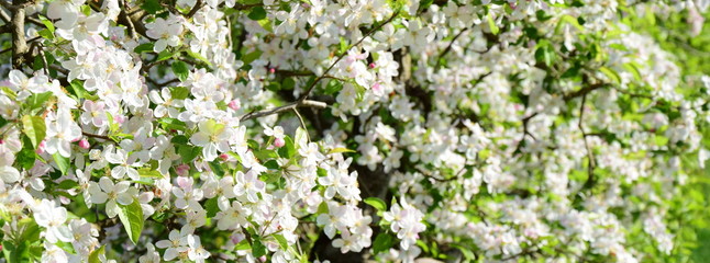 Apfelbäume - Apfelblüten - Blütenmeer