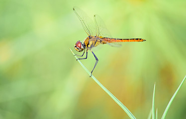 Close up detail of dragonfly. dragonfly image is wild with blur background.