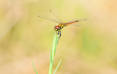 Close up detail of dragonfly. dragonfly image is wild with blur background.