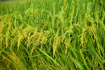 natural background of green rice fields, rice ready to be harvested
