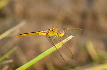 Close up detail of dragonfly. dragonfly image is wild with blur background.