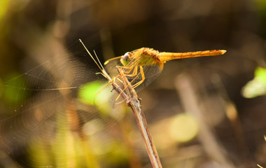 Close up detail of dragonfly. dragonfly image is wild with blur background.