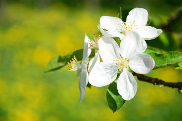 Obraz premium Äste und Zweige eines Apfelbaumes mit Blüten 