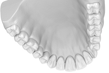 Maxillary human gum and teeth in white style. Medically accurate tooth 3D illustration