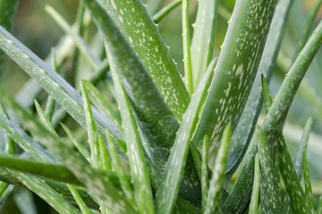 Fototapeta na wymiar Close up Aloe Vera Plant