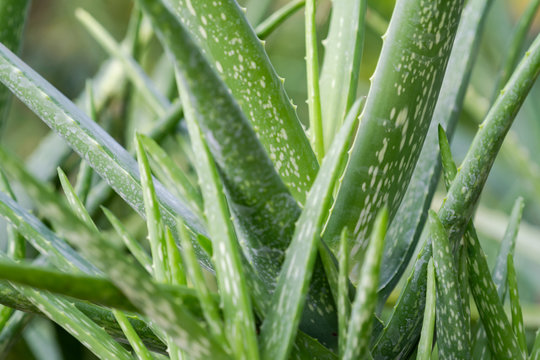 Close up Aloe Vera Plant