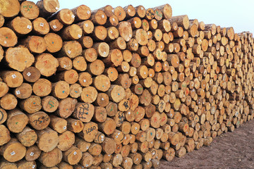 Wood stacking plant