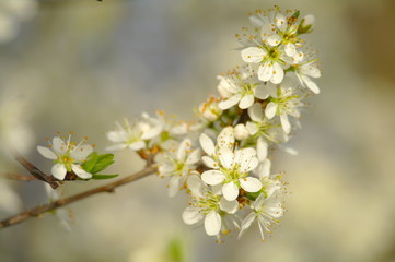 Fototapeta na wymiar Blooming apple tree in spring time