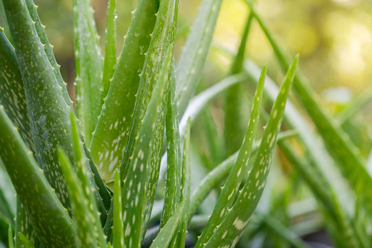 Close up Aloe Vera Plant