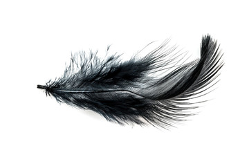 Close-up of Black feather isolated on white