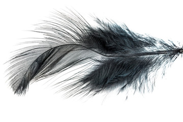 Close-up of Black feather isolated on white