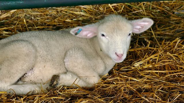 Pretty Lamb in the Manger / Lambs in a manger on a sheep farm
