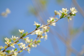 Blooming apple tree in spring time