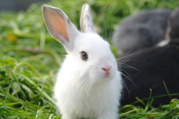 white and black rabbits on the grass. closeup