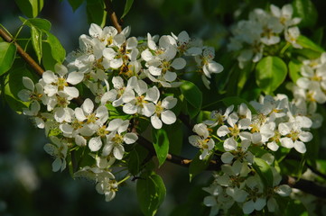 Flowering branch of a pear against the blue sky