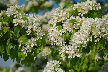 Flowering branch of a pear against the blue sky