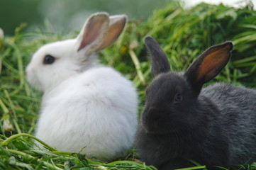 white and black rabbits on the grass. closeup