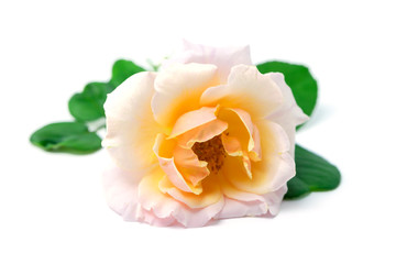 Close up of soft orange rose flower.