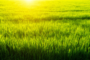 Obraz na płótnie Canvas Green leaf of rice plant in rice field with sunlight