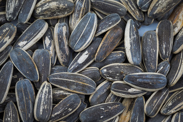 Sun flowers seeds