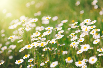 Wild camomile daisy flowers with sunlight.