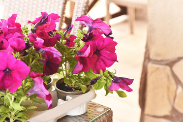 Petunia, colorful petunia flower. Floral pattern. Spring and summer flowers petunia background texture.