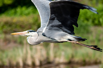Imposanter Graureiher setzt zum Flug an und fliegt elegant durch die Lüfte davon