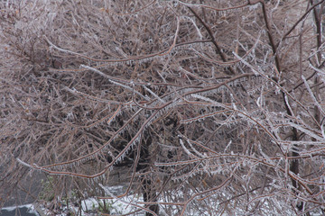 texture of bark of tree