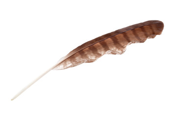 Brown striped bird feather on white background isolated close up, natural quill of bird of prey, old writing tool design, eagle, falcon, hawk or buzzard wing feather, bird plumage detail