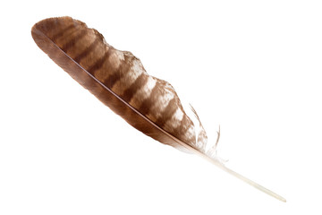 Brown striped bird feather on white background isolated close up, natural quill of bird of prey, old writing tool design, eagle, falcon, hawk or buzzard wing feather, bird plumage detail