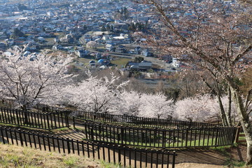 新倉山から見る桜と富士山
