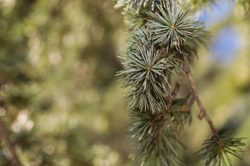 spring spruce branch close up view bacfground