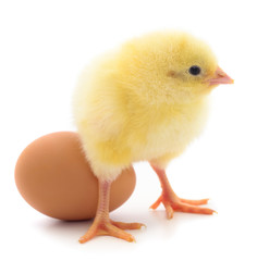 Small chicken and egg isolated.