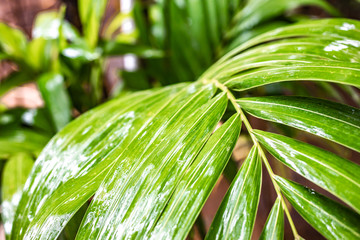 Palm leaves on a rainy day in asia