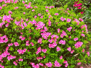 Fototapeta premium 植え込みの躑躅